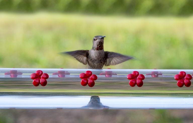 70% OFF?BOB'S BEST HUMMINGBIRD FEEDER