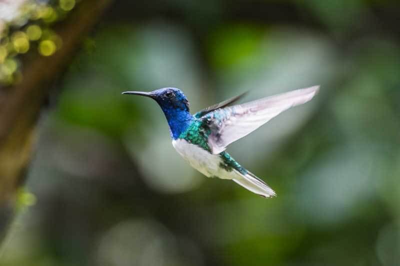 Wooden Hummingbird House