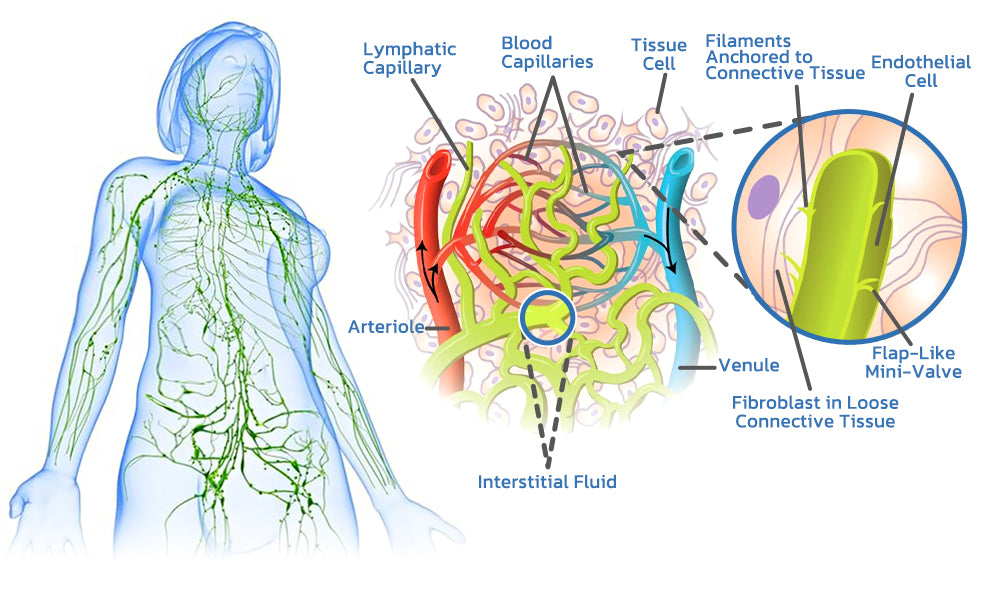 EMS Neck Acupoints Lymphvity Massager Device