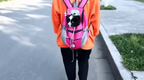 2022 Summer Dog Backpack