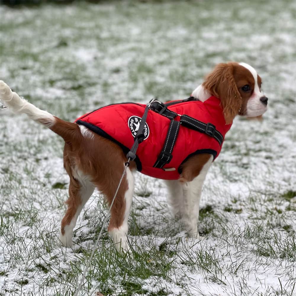 ( Black Friday Sale-40%OFF ) Pawbibi Sport™ - Waterproof Winter Jacket with Built-in Harness