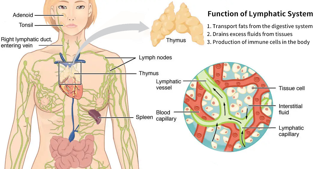 Lymphvity Detoxification and Shaping & Powerful Lifting Bra