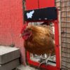 LAST DAY 49% OFF - Automatic Chicken Coop Door
